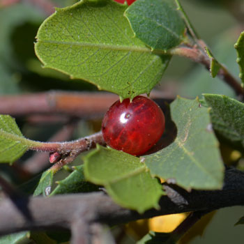 Rhamnus ilicifolia, Holly-leaf Buckthorn